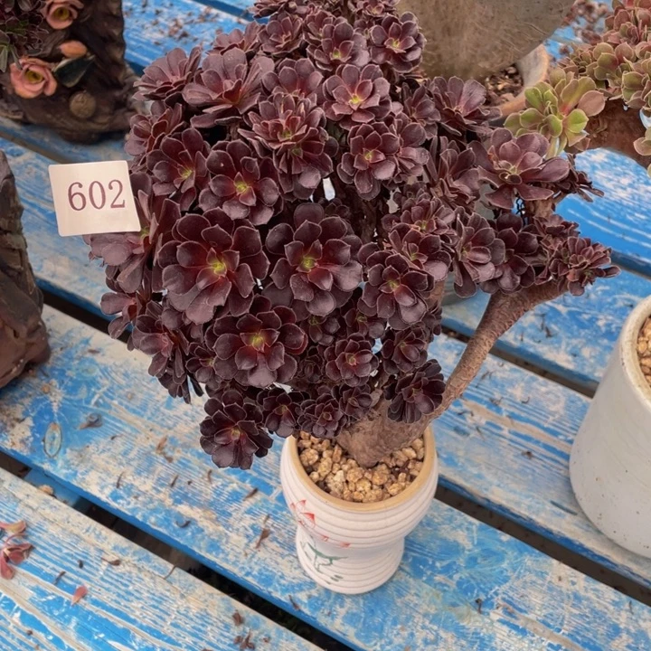 602号欧子法师朵朵有伤