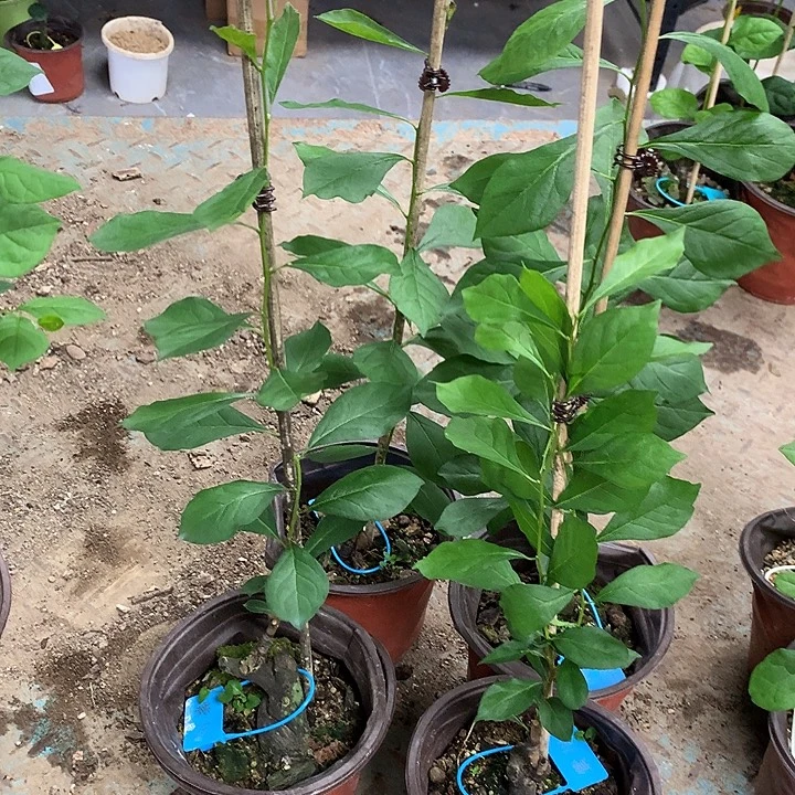 无花朵紫川嫁接苗36.8