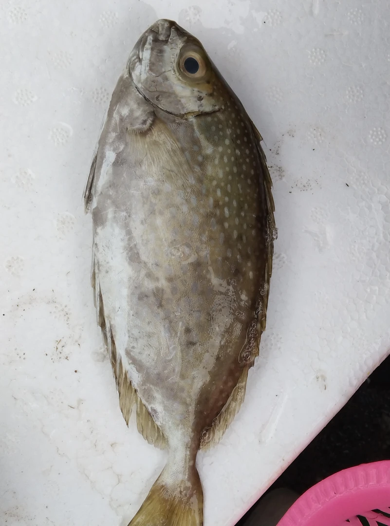 广东湛江新鲜泥猛鱼