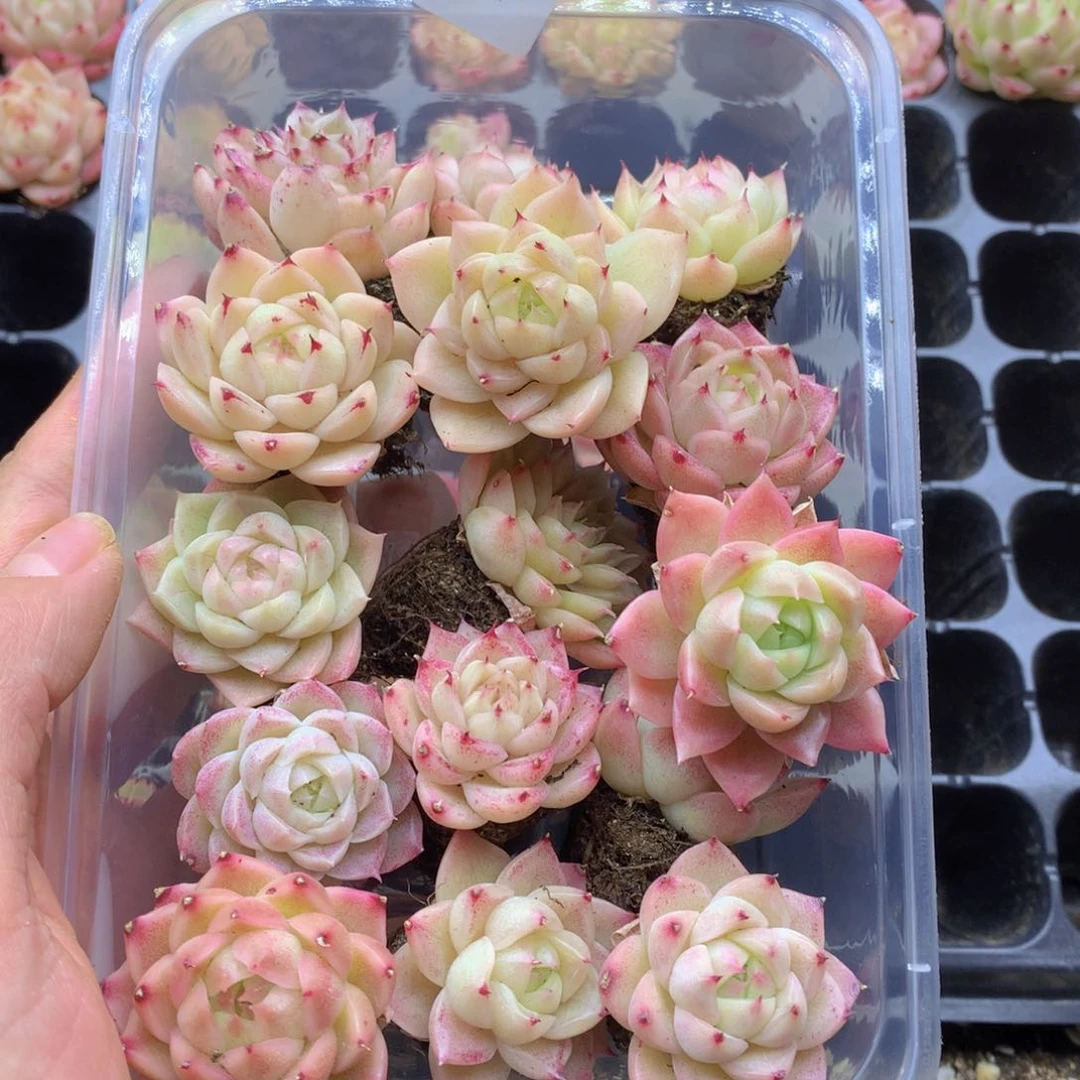 反反复复还是很开心的042