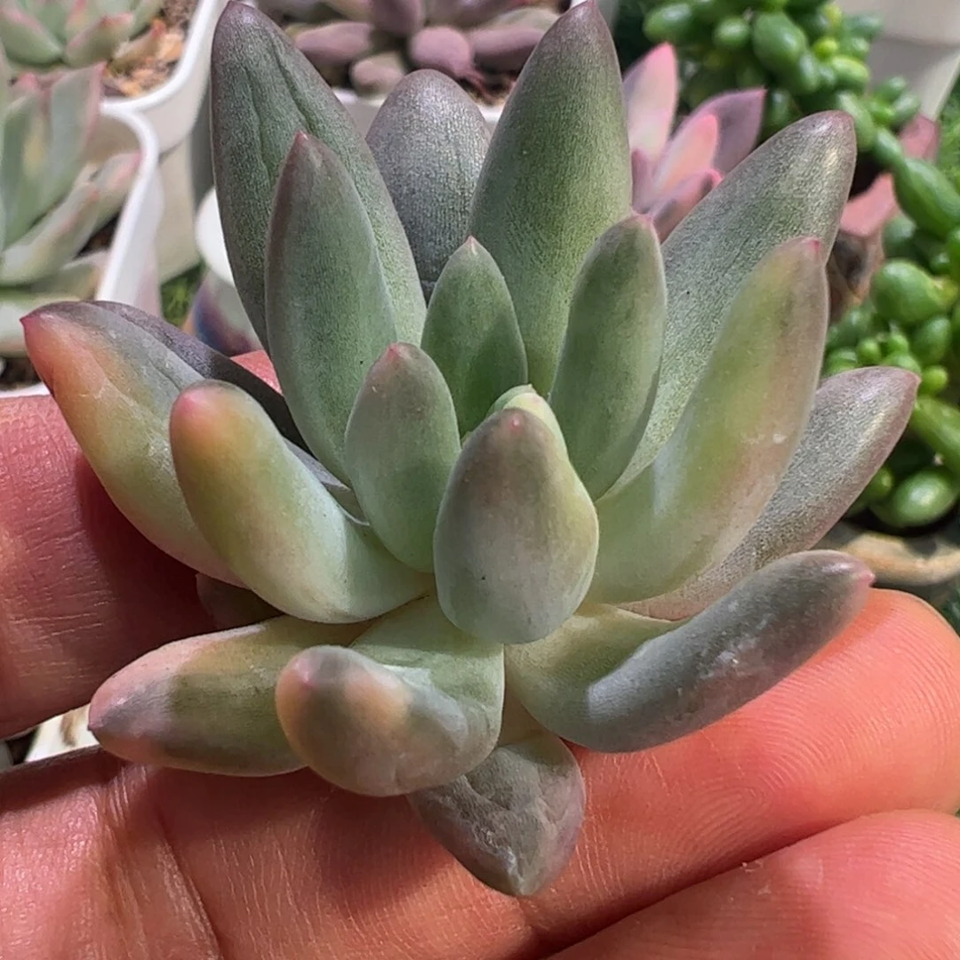 我****。多肉植物多肉植物