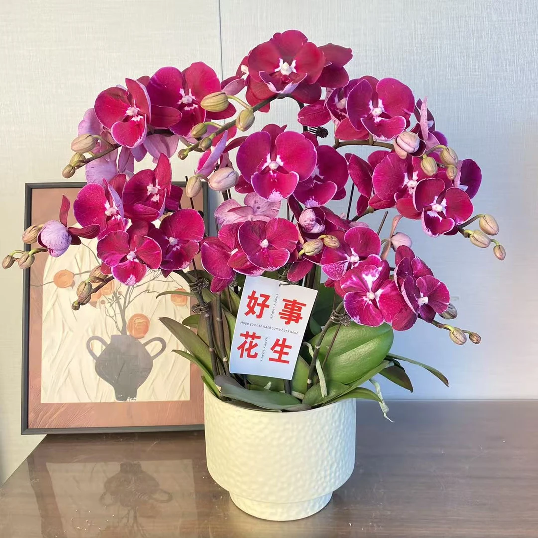 蝴蝶兰【仰望】红色系桌面款年宵花 室内花卉绿植 佛山基地