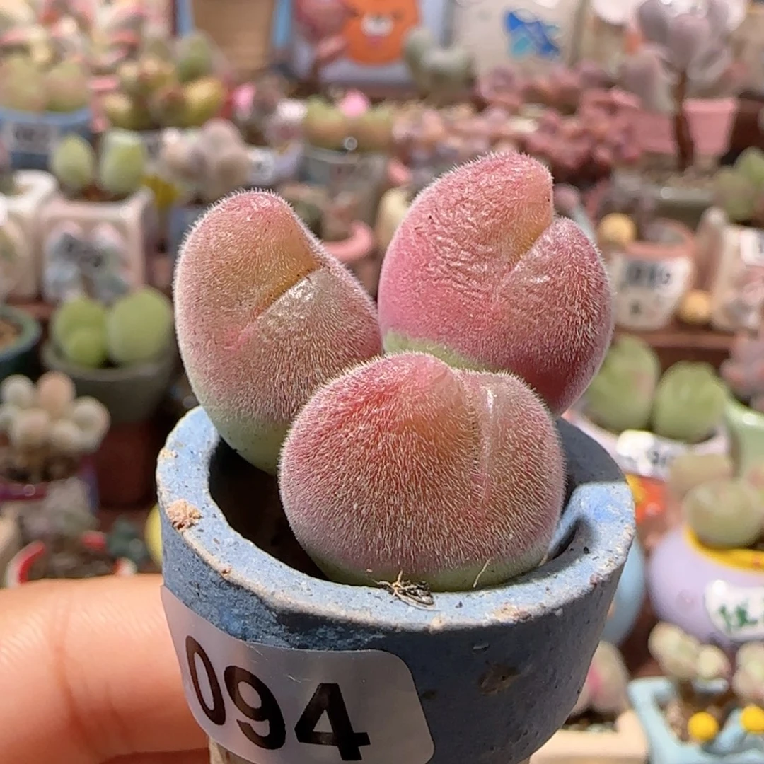T蟹钳毛翠滴盆口2.5cm