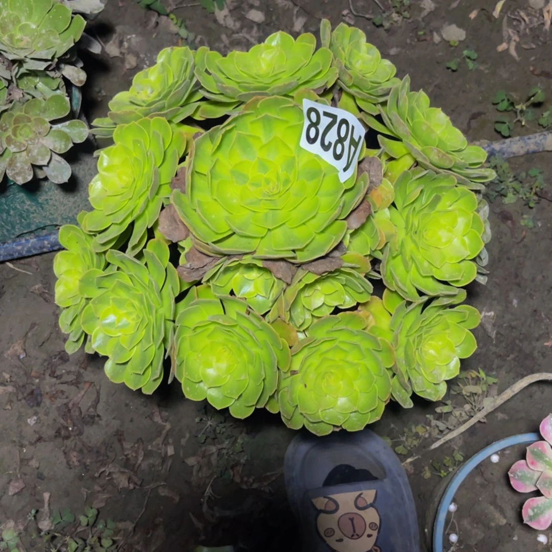 雨荷法师14-///45包邮