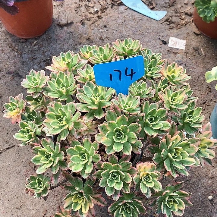 174 一颗甜茶法师多肉