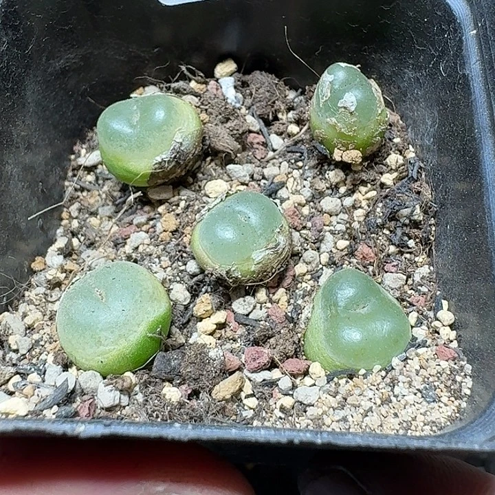 149 多肉植物多肉植物