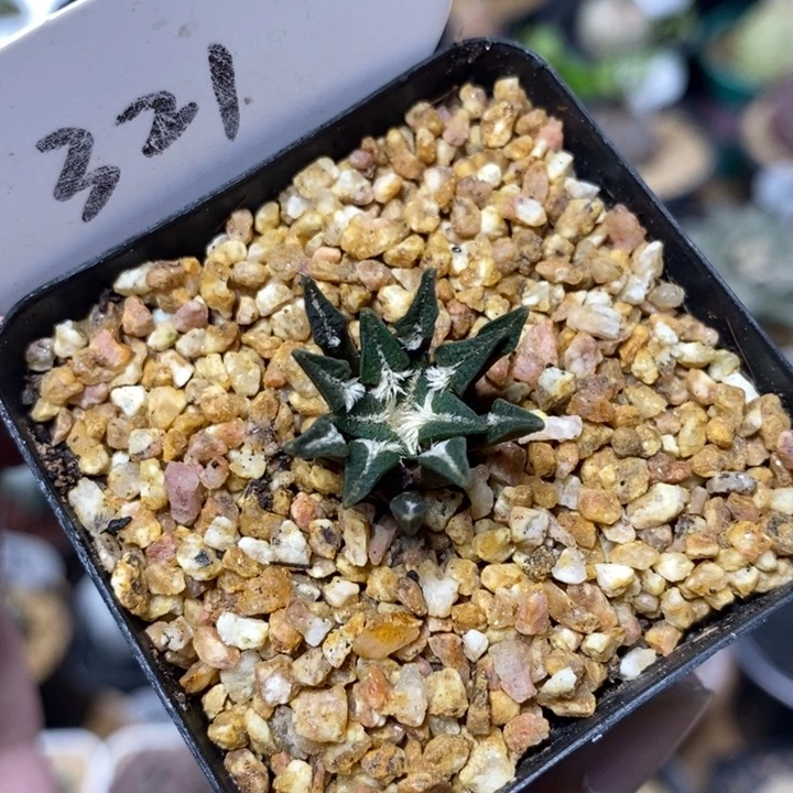 实生黑牡丹321号2cm