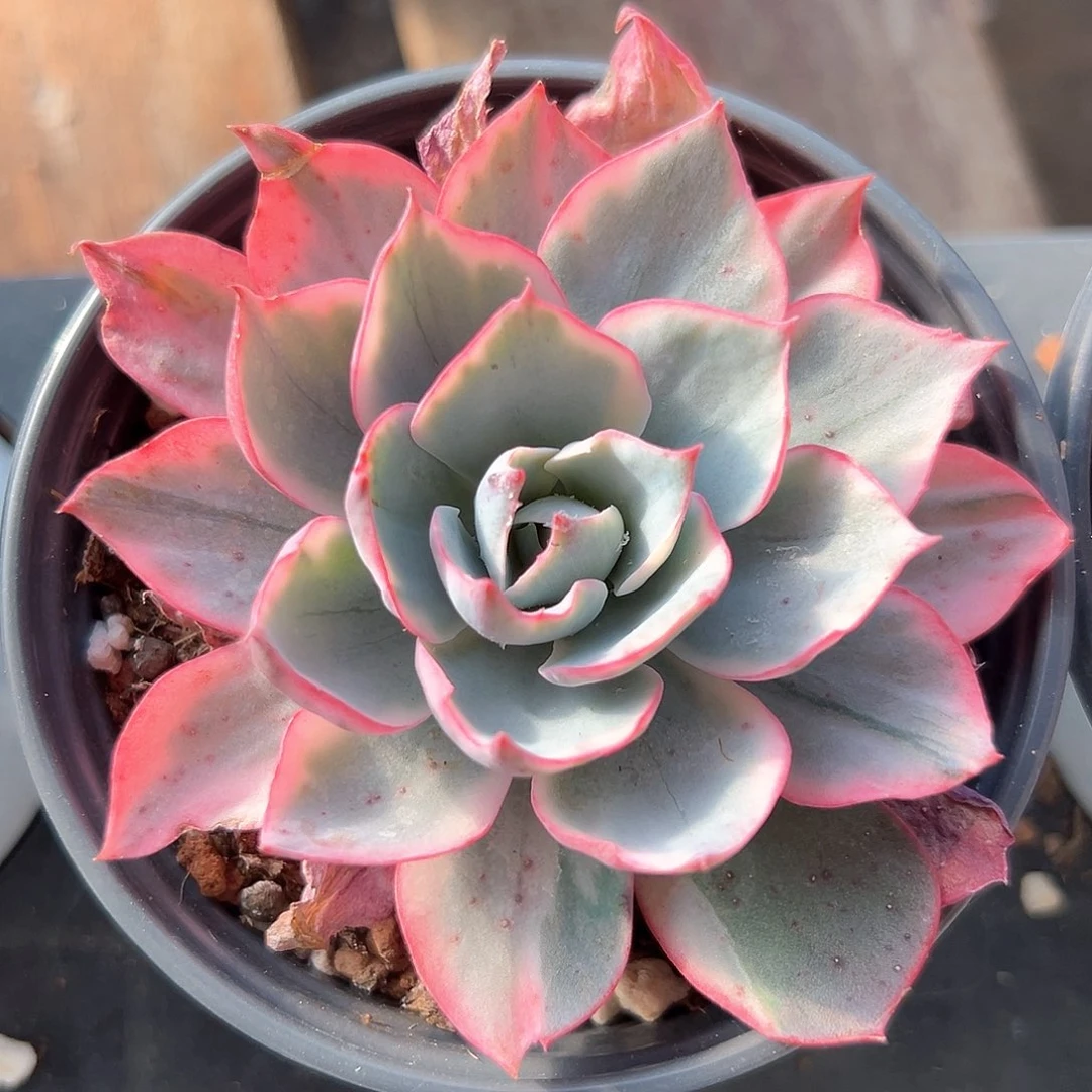 阿美星锦 小方花圃一物一拍