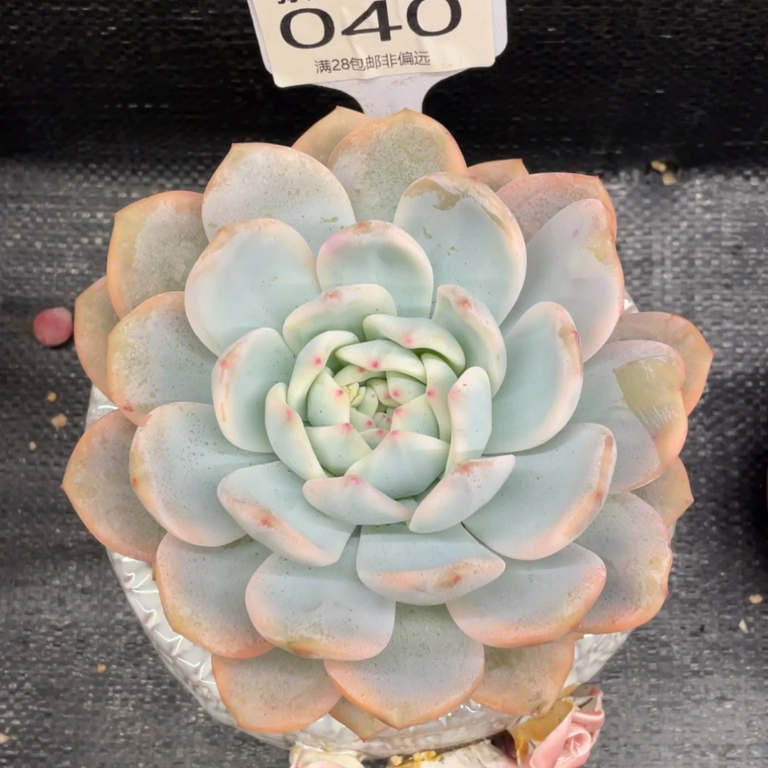 弥鹿之森一物一拍