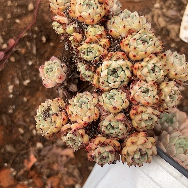 无花朵杀菌剂牡丹朵缀。