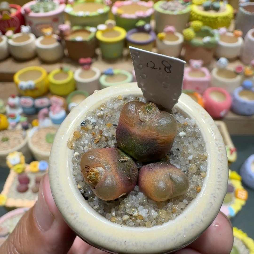 蘑菇1145毛汉尼多肉植物