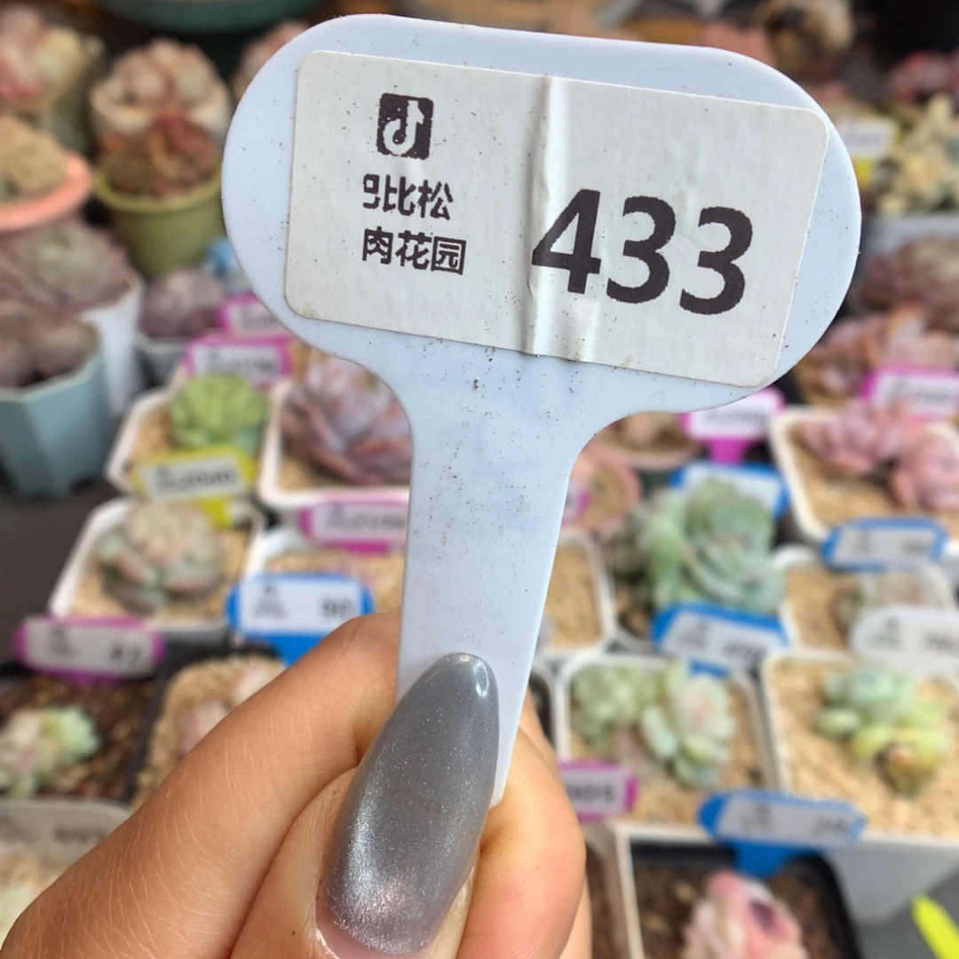 433新年快乐盲盒多肉