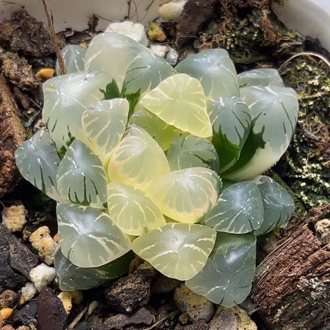 恭喜发财大吉大利2576