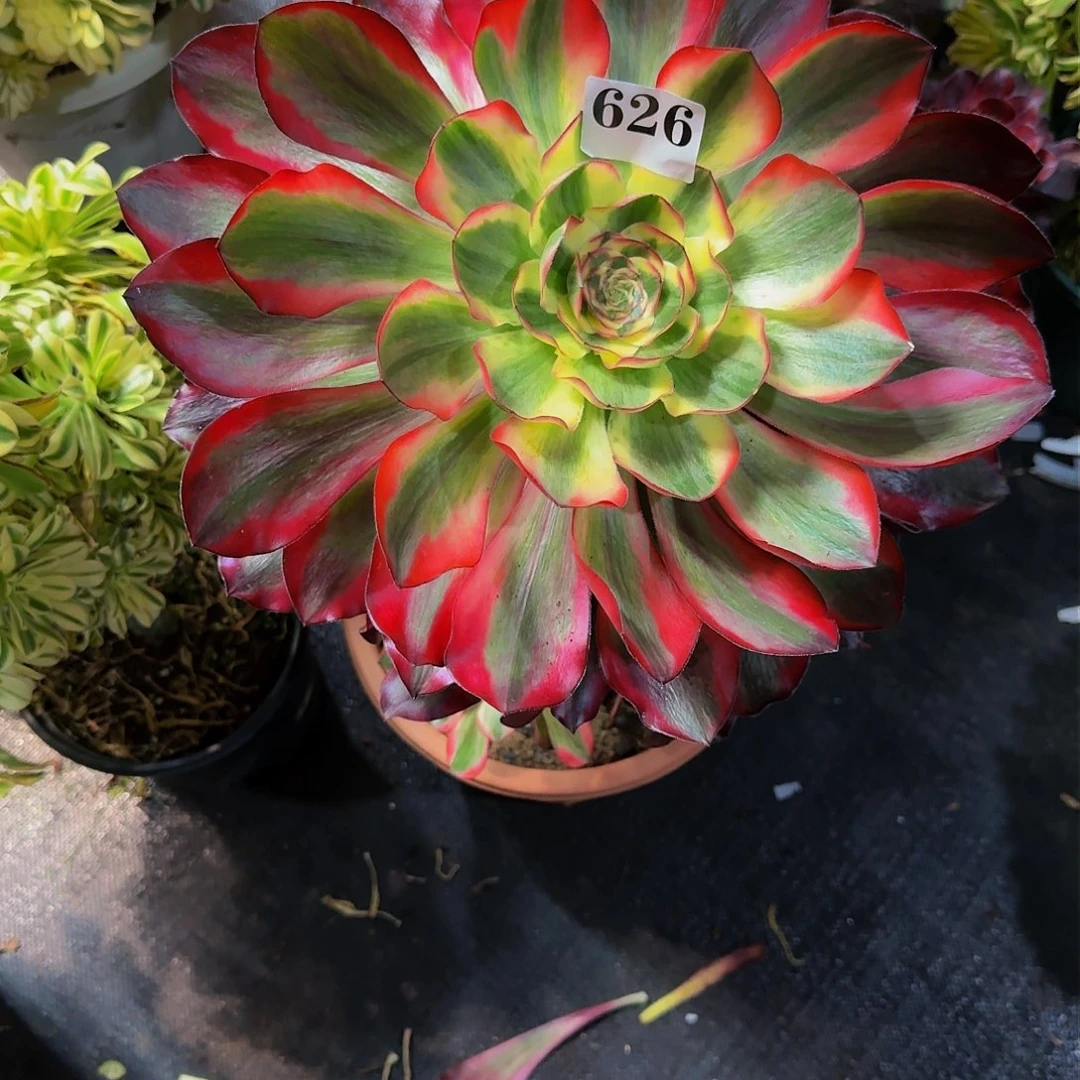 酒****柔626多肉植物法师