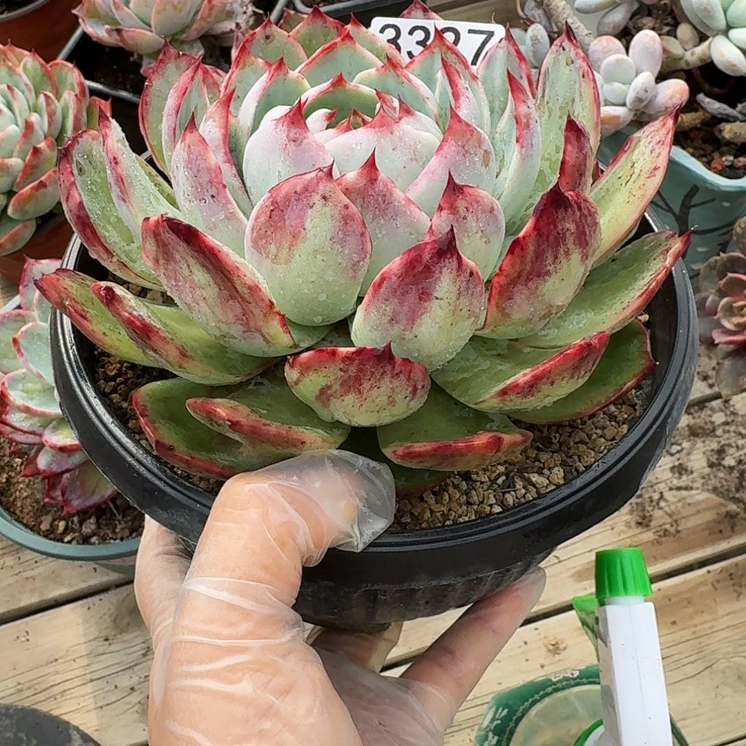 惊鸿仙子 3327........