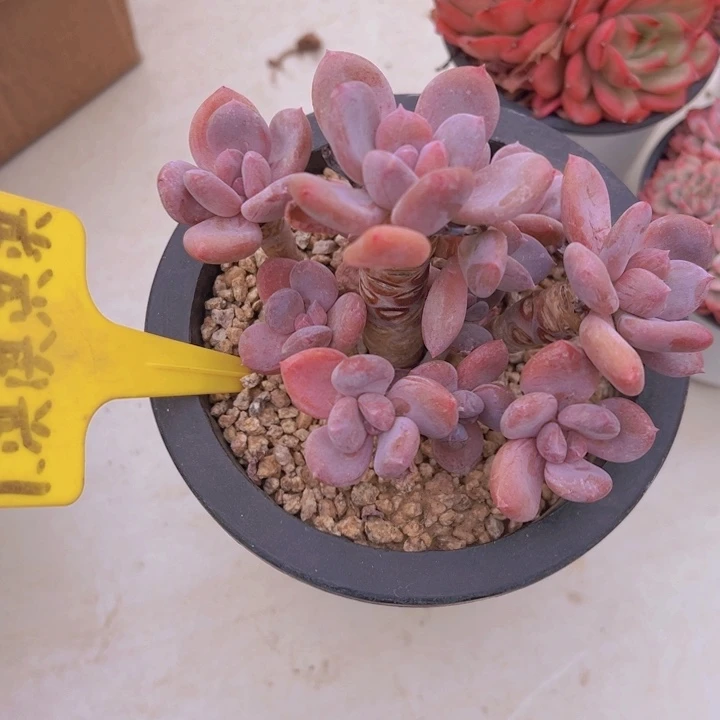 健健康康平平安安