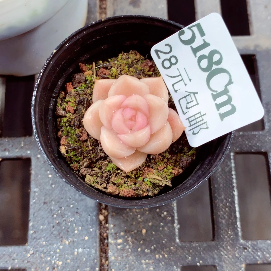 5厘米盆精控多肉518