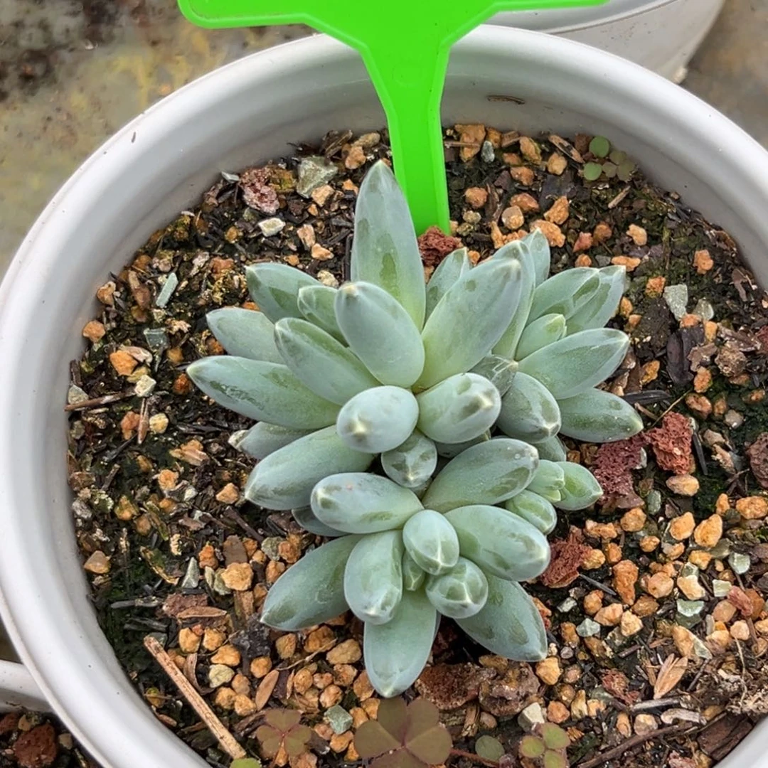 小**?姜子牙多肉植物245