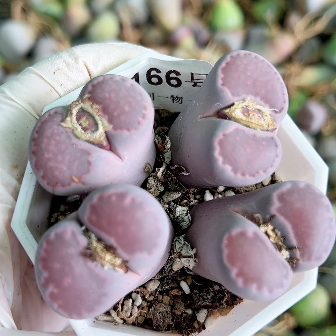 8166两颗双头nomnom