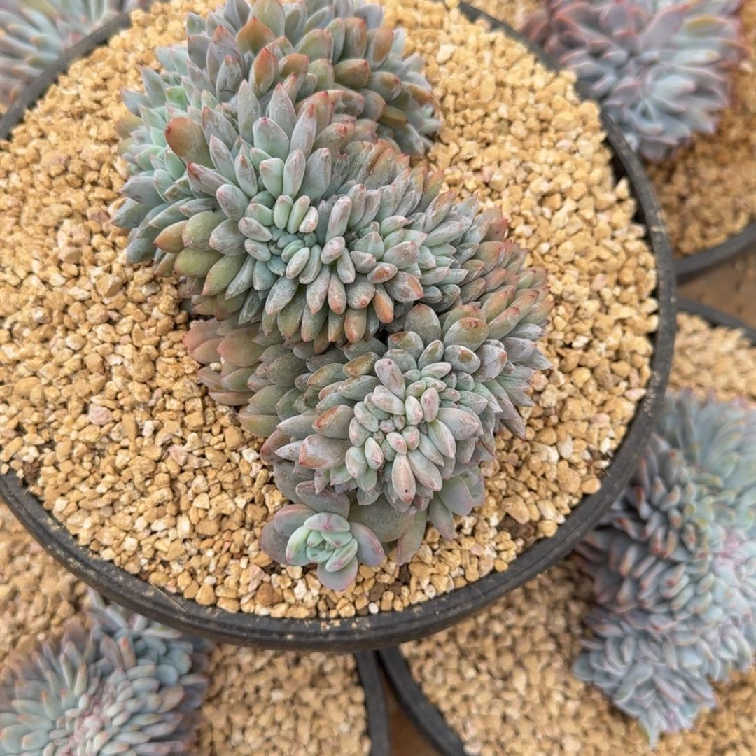 zhao发货链接的肉肉