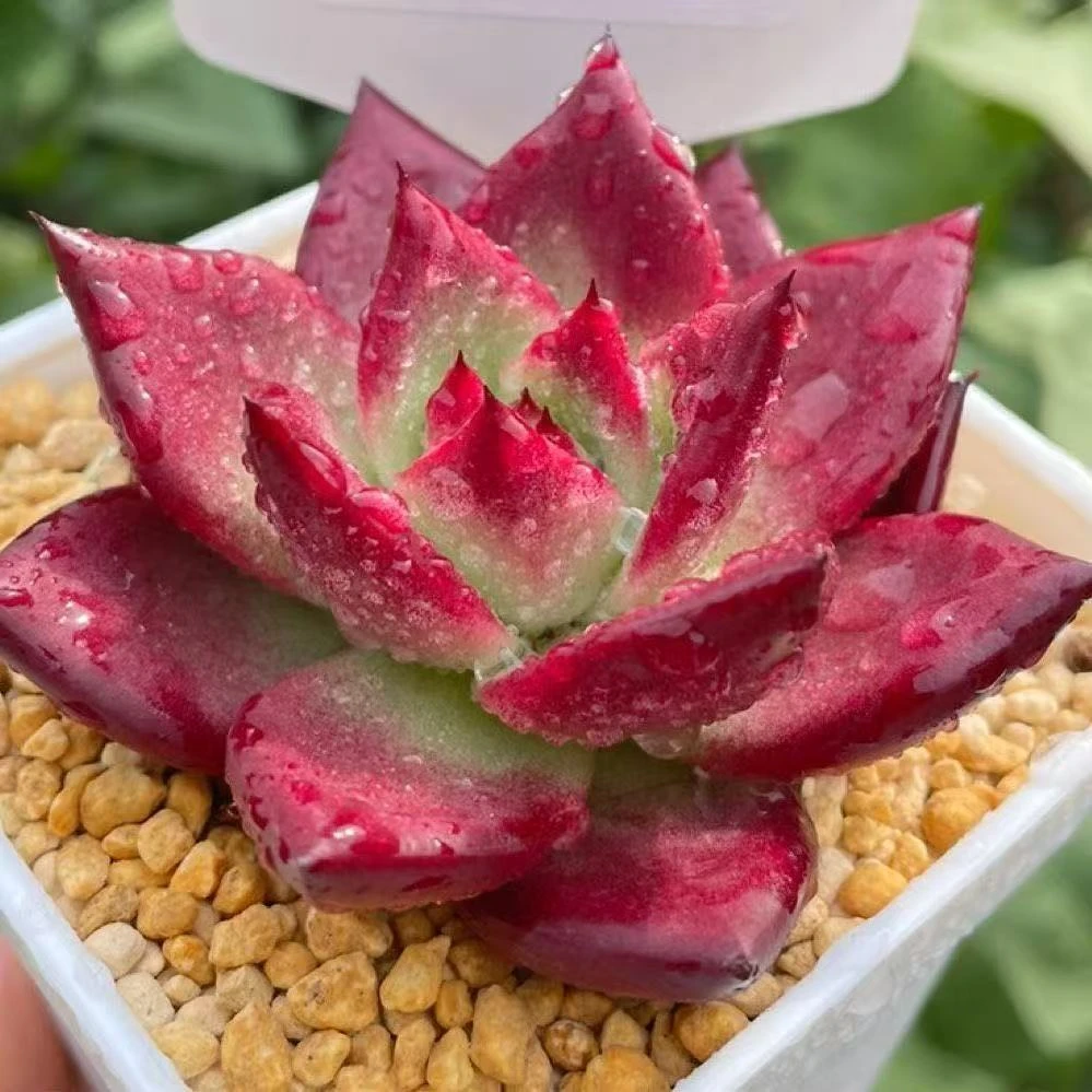 红檀多肉10 - 11厘米单头多肉植物脱土发货适合阳台办公室
