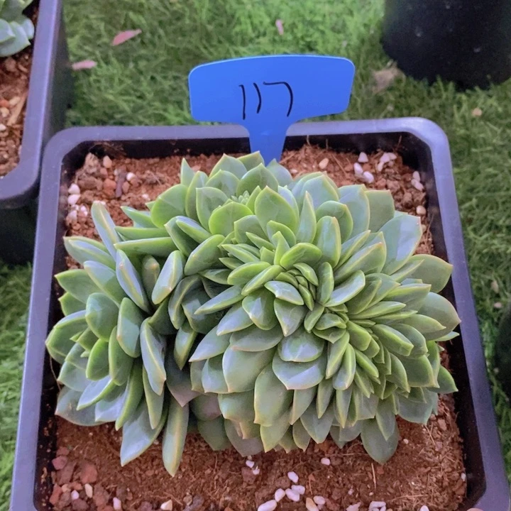 这么多都在一起吃完