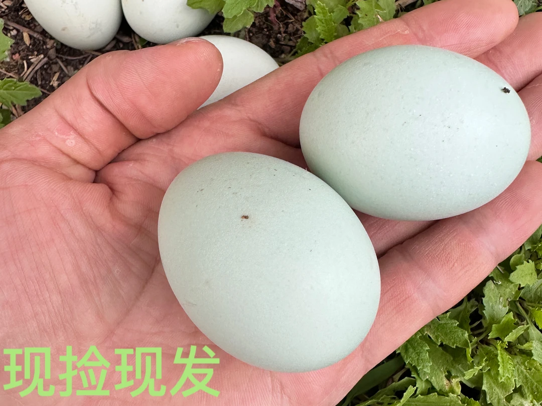 湖南怀化绿壳乌鸡蛋尝鲜装