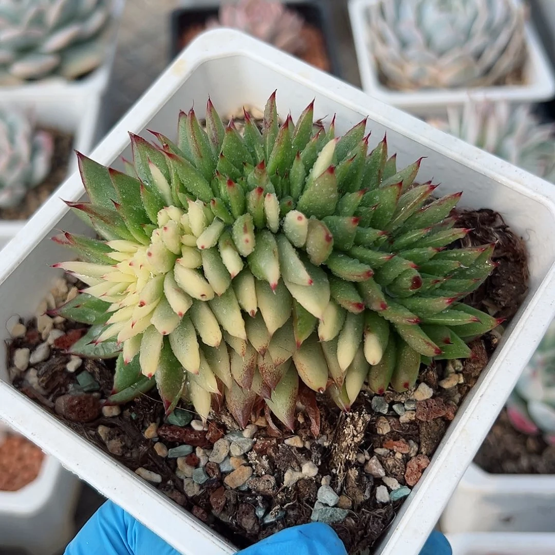 东云锦缀化，多肉植物