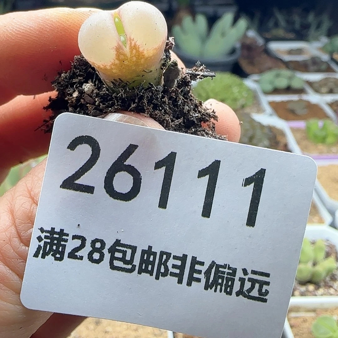 y****畅28包邮脱土发货26111