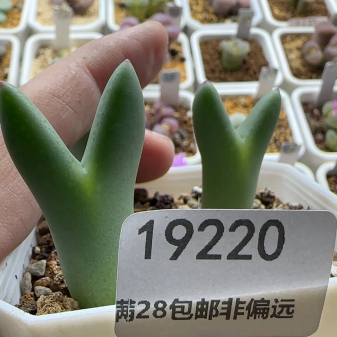 【闪购商品】?****?19220