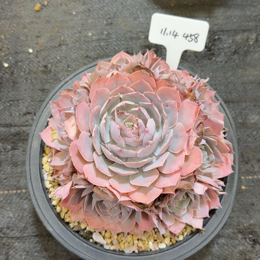 ￰***￰一物一拍pink458号