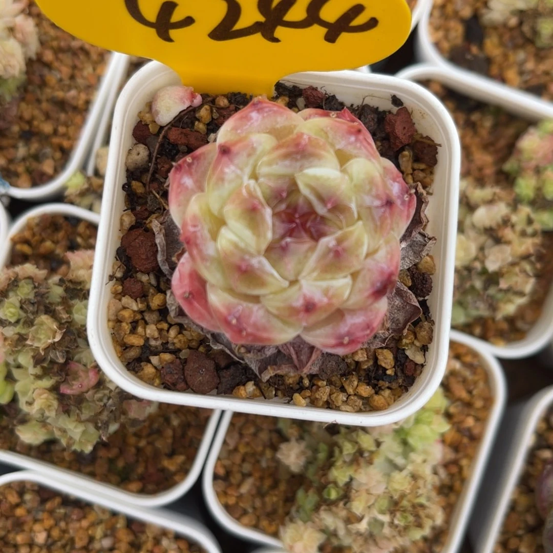 宝石心冰魄单头4244