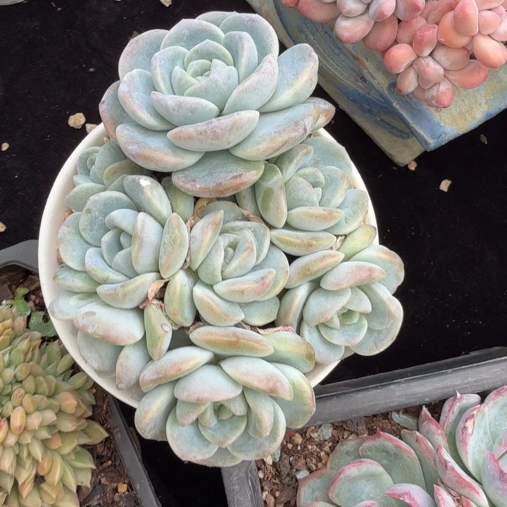 12厘米左右一物一拍的