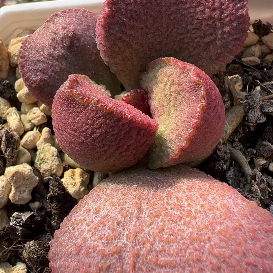 实生新品多肉植物水泡