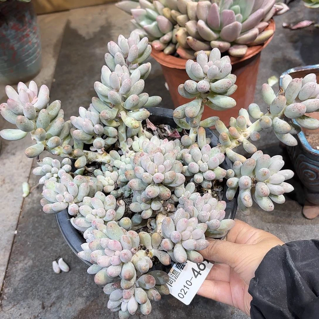 ?*同温层多肉婴儿手指469