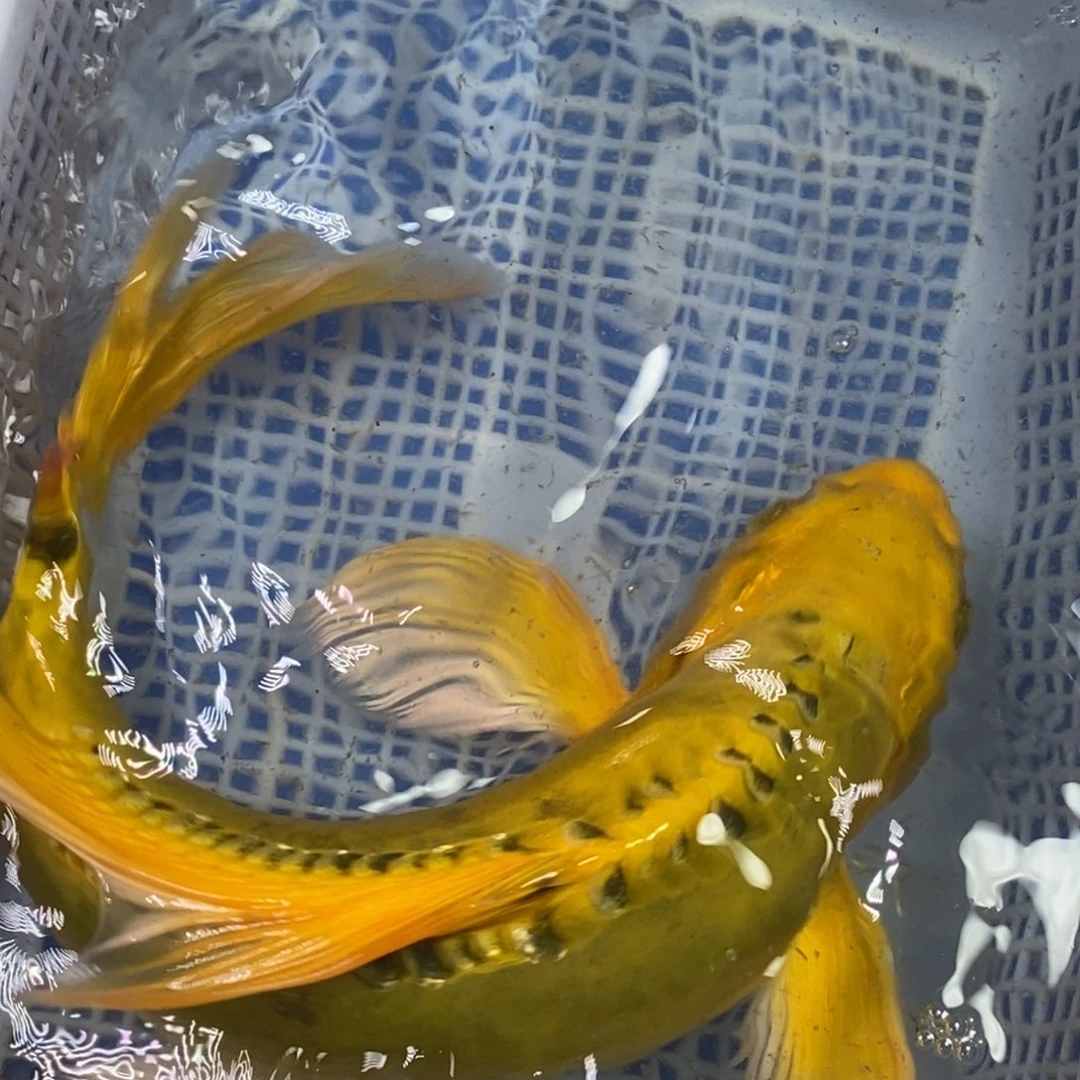 锦鲤冷水锦鲤包邮