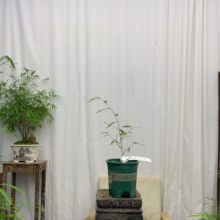 竹子竹子绿植花卉植物