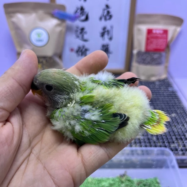 牡丹鹦鹉-红头绿闪母F60746