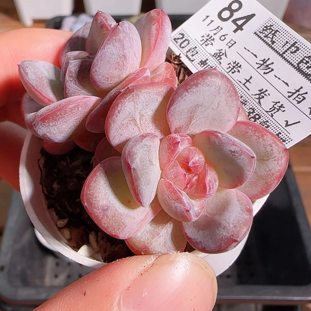 1106--84星星珍妮