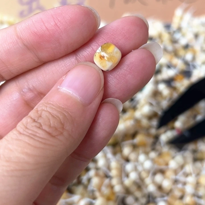 裸石蜜蜡未镶嵌8.5mm一个