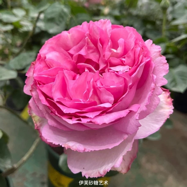 【伊芙砂糖艺术】粉白色大花浓香勤花扦插盆栽月季！