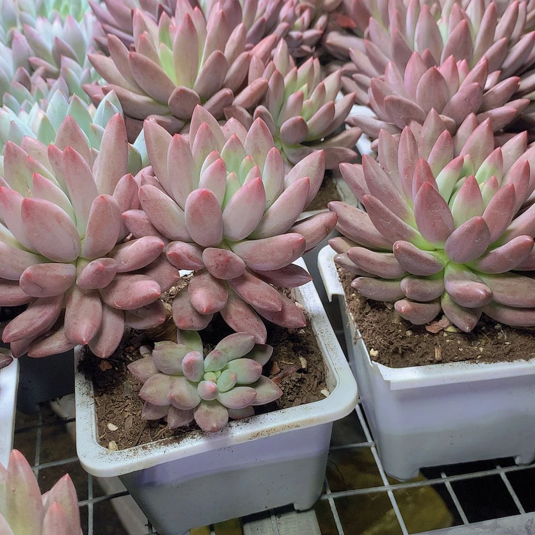 大号双头水晶球356778999999