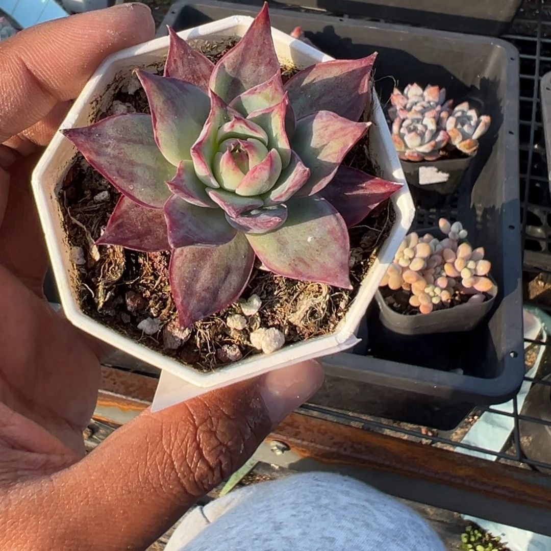 227号拉丝惊鸿仙子一物一拍满18包邮满26送一颗多肉