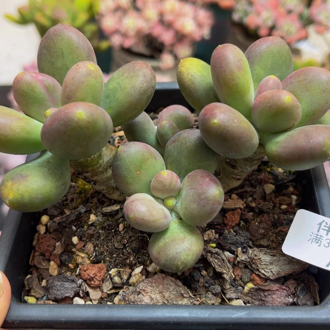 246/10cm芒果奶多肉植物