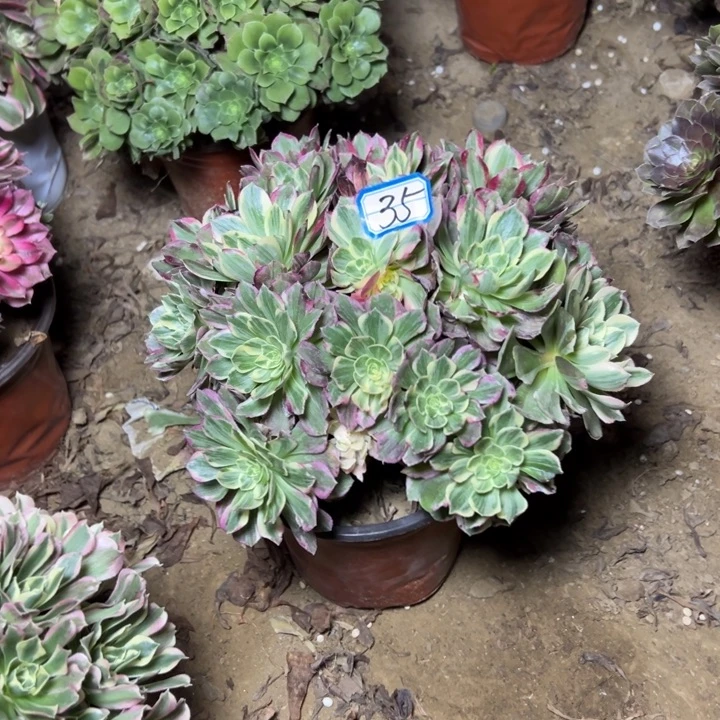 多肉植物万彩灯法师35