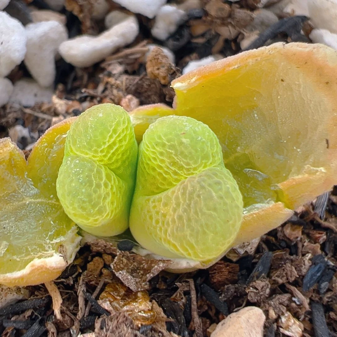 116多肉植物百科樱花