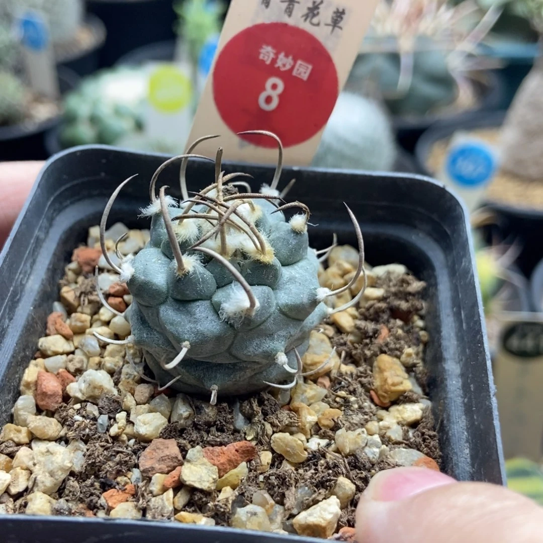 实生雪顶长刺娇丽3cm