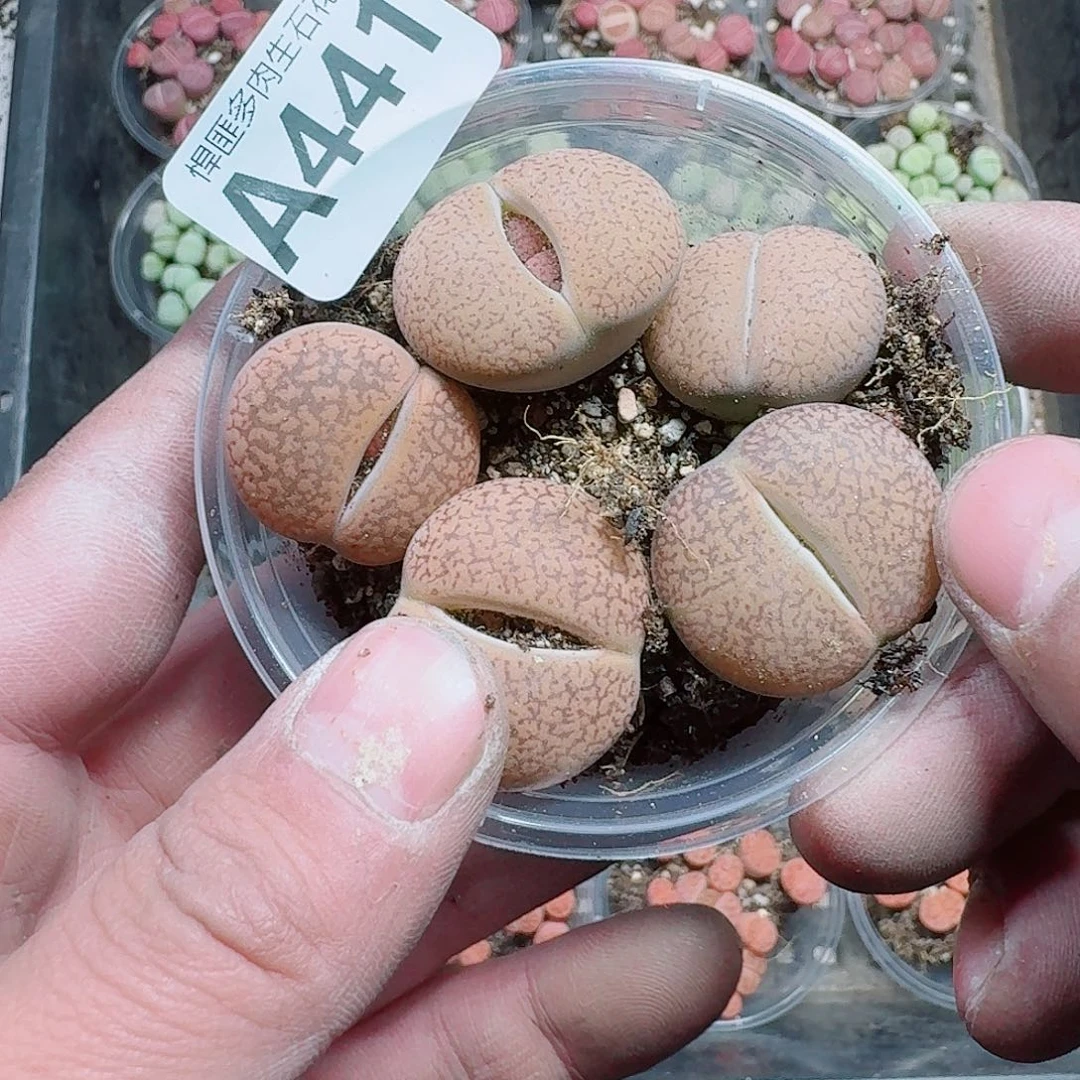 手***生441多肉植物多肉植物
