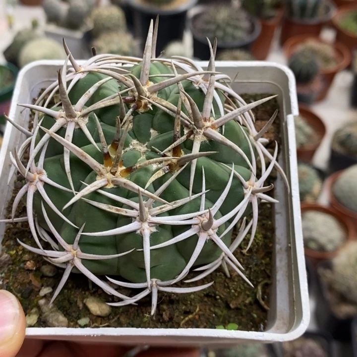 碧岩玉特价福利实生