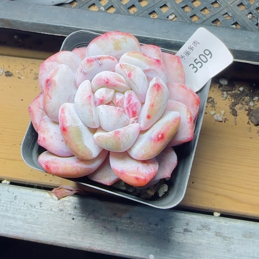 星影石化，3509多肉植物